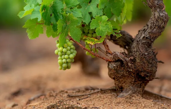 Nature, grapes, vine