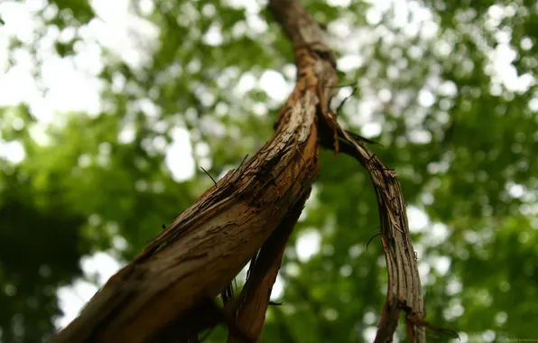 Leaves, tree, trunk, bark