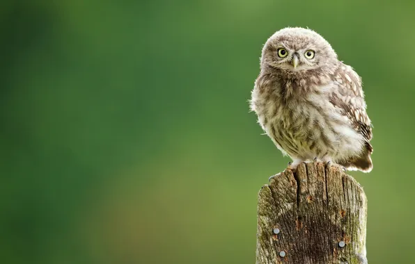 Picture background, owl, bird, owlet, owl