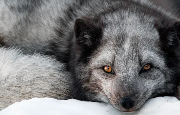 Look, face, Fox, Fox, Silver Fox