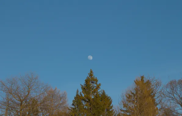 The sky, trees, nature, the moon, Russia, Samara, Stan, Yuri Gagarin Park