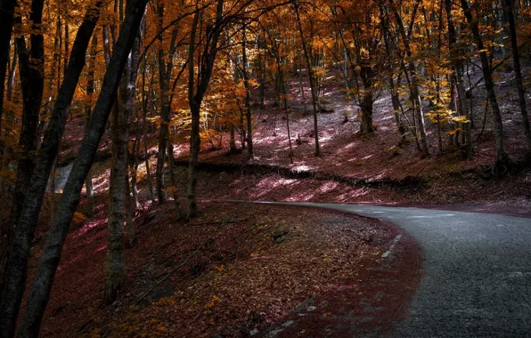 Road, autumn, forest