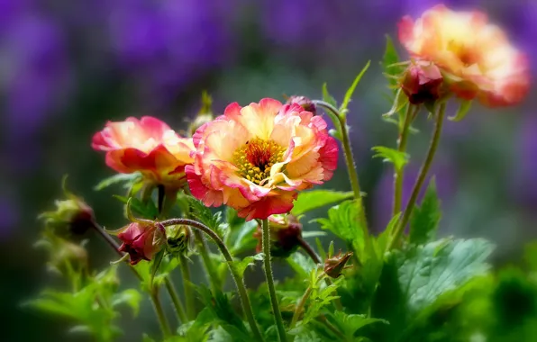 Petals, buds, bokeh, Geum