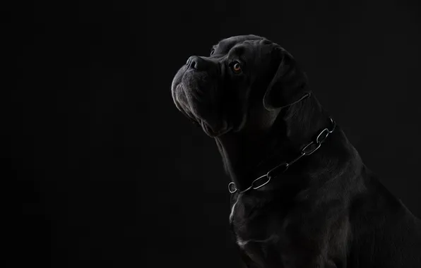 Cane Corso, Svetlana Pisareva, The harsh silhouette