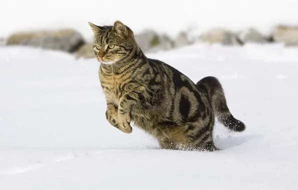 Snow, jump, tabby cat