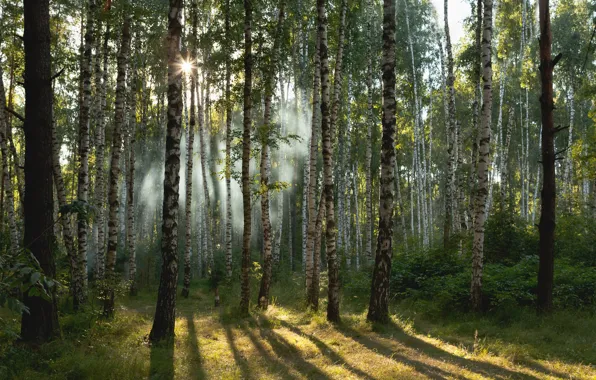 Picture forest, the sun, birch, grove