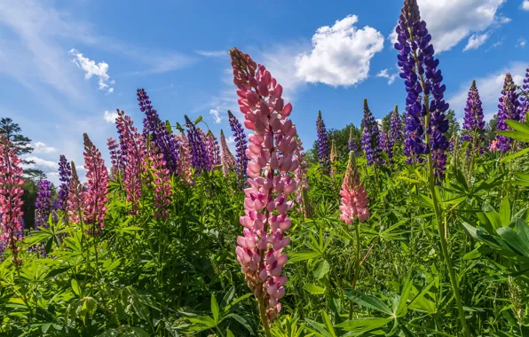 Greens, summer, leaves, clouds, flowers, nature, blue, bright