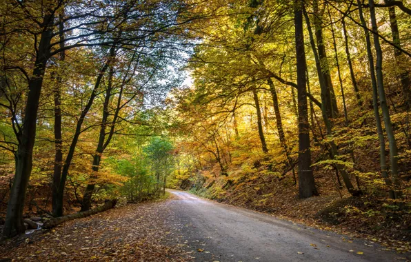 Autumn, leaves, sunset, foliage, yellow leaves, hdr, road in the forest, ultra hd