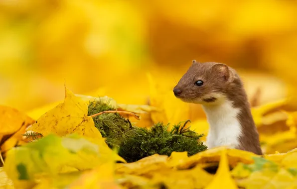 Picture autumn, leaves, predator, weasel, mammal