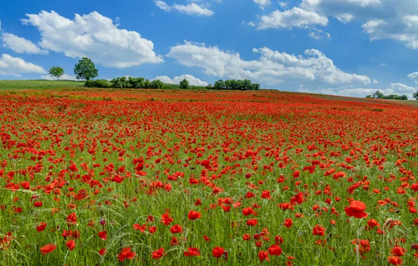Field, summer, the sky, clouds, trees, landscape, flowers, nature