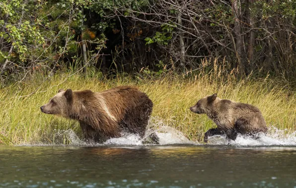 Grass, squirt, nature, shore, bear, bears, bathing, pair