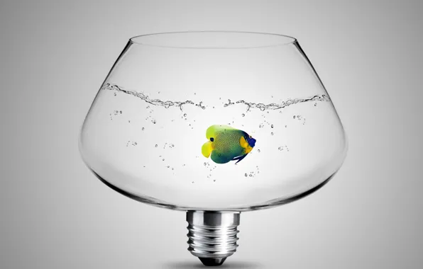 Glass, light bulb, water, fish