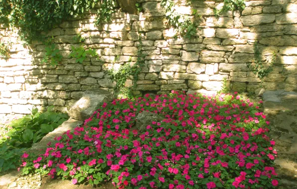 Greens, Flowers, Plant, Wall, Life