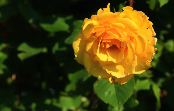 Flower, leaves, background, dark, rose, orange, garden, Bud
