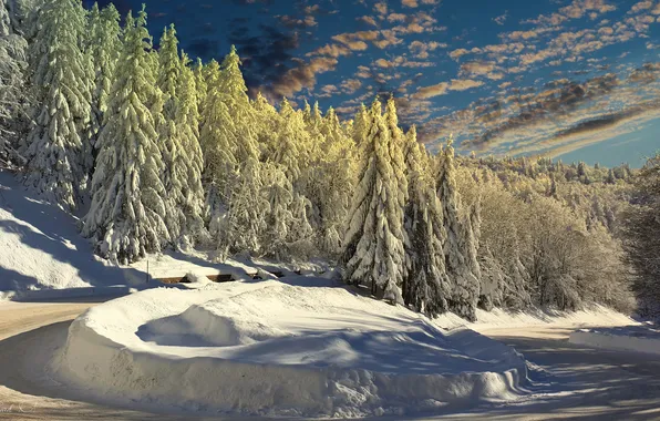 Winter, forest, snow, morning, frost, spruce forest