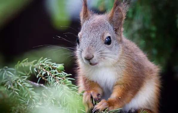 Branches, protein, red