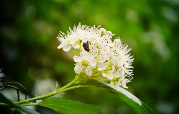 Flower, spring, bug