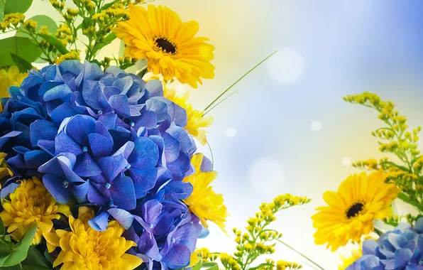 Flowers, photo, hydrangea