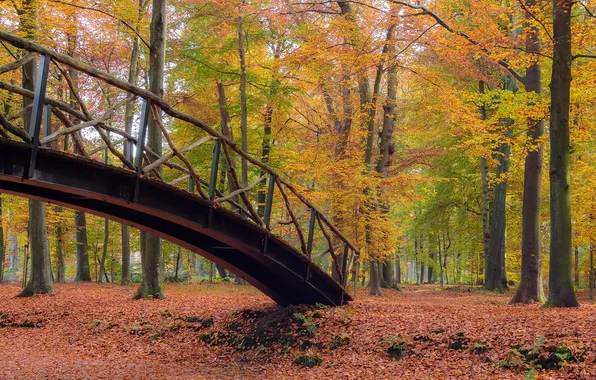 Picture autumn, forest, leaves, trees, landscape, bridge