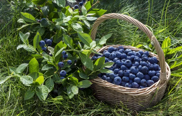 Berries, basket, blueberries, fresh, blueberry, berries