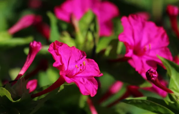 Picture summer, flowers, nature, beauty, flowering, cottage, mirabilis