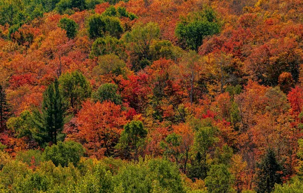 Autumn, forest, trees, Park, Canada, Sunny, Ontario, Algonquin Park