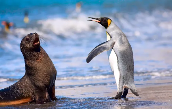 Picture sea, beach, the ocean, Royal penguin, the Kerguelen fur seal