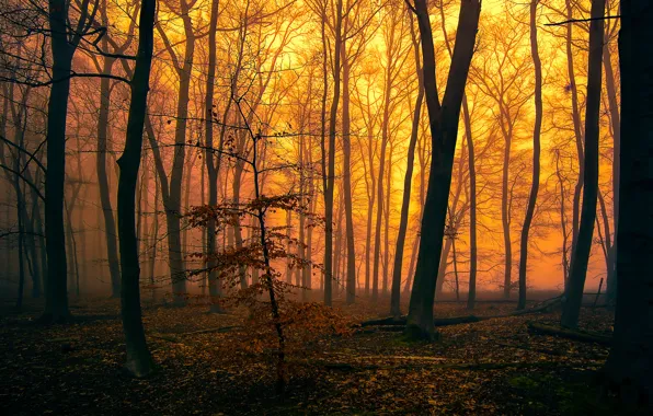 Picture autumn, forest, trees, fog, the evening, glow