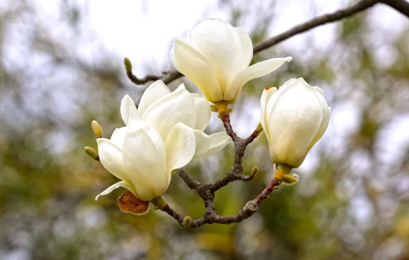 Picture branches, buds, Magnolia