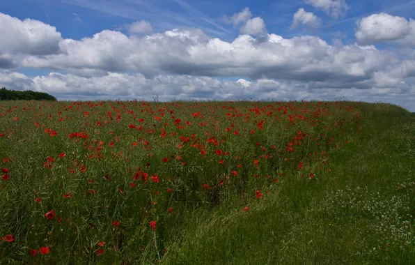 Picture summer, the sky, grass, clouds, flowers, blue, Maki, meadow