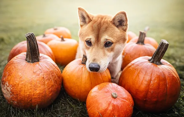 Face, dog, pumpkin, Shiba inu