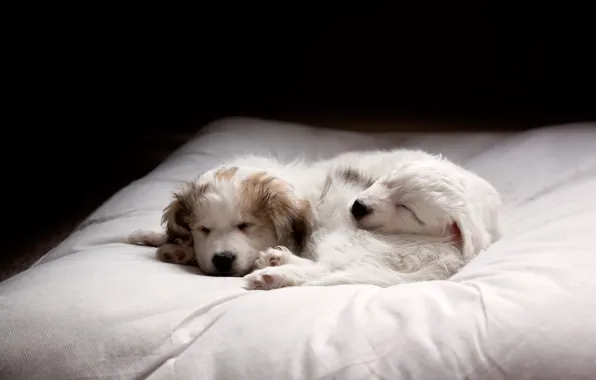 Dogs, comfort, puppies