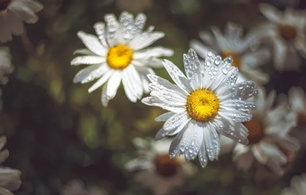 Drops, flowers, glade, chamomile, blur, white, bokeh