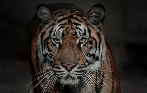 Picture look, face, tiger, background, portrait, wild cat