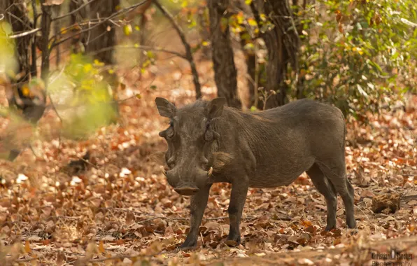 Africa, Warthog, wild boar