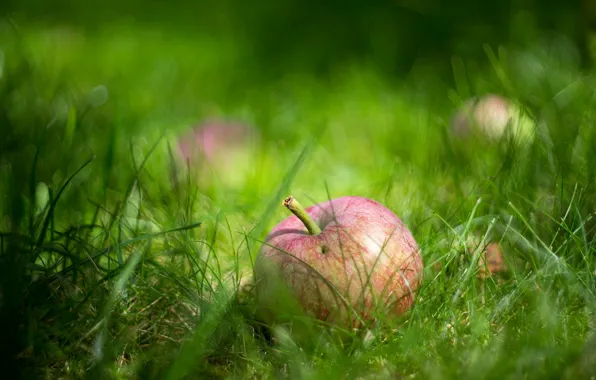 Picture grass, macro, Apple