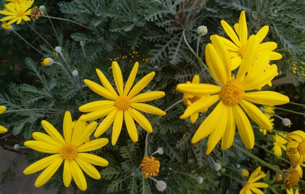Flowers, Yellow flowers, Yellow flowers