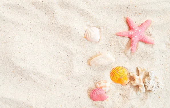 Sand, beach, star, shell, summer, beach, sand, marine