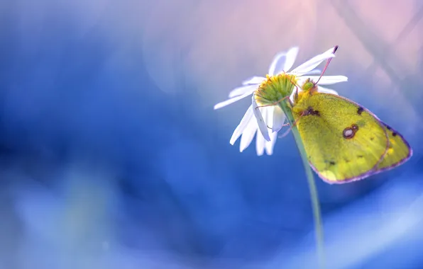 White, flower, macro, butterfly, blur, Daisy, insect, yellow