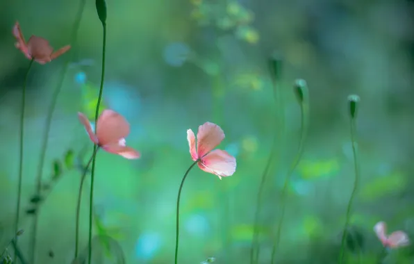 Macro, flowers, nature, Maki