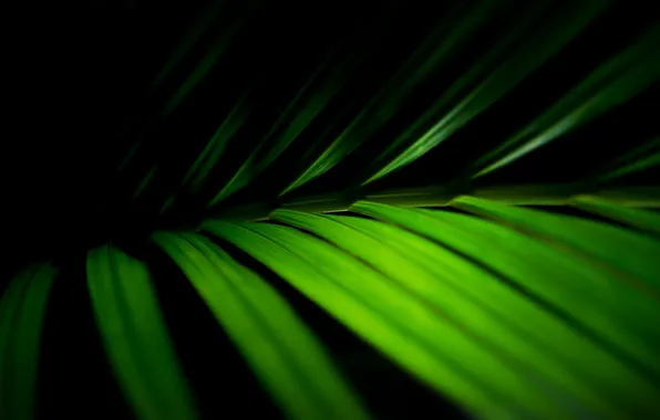 Picture leaves, macro, photo, green, green macro