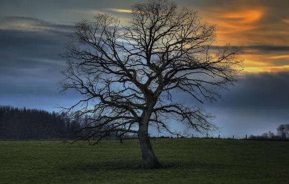 Field, grass, trees, night, nature, tree, field, the evening