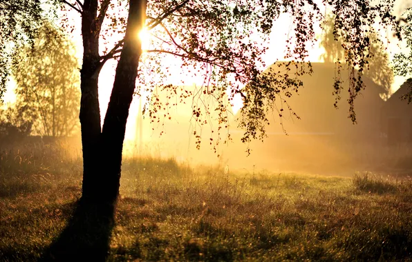 Picture light, nature, tree, morning