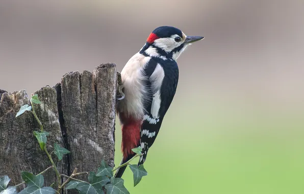 Picture tree, bird, woodpecker