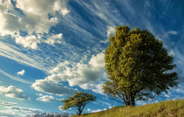 Picture summer, the sky, grass, clouds, trees, blue, slope