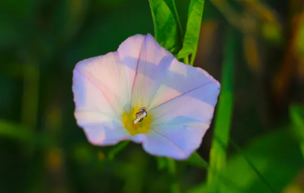 Flower, blooming, clematis