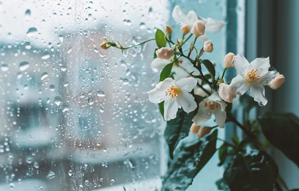 Summer, glass, leaves, drops, flowers, the city, rain, overcast
