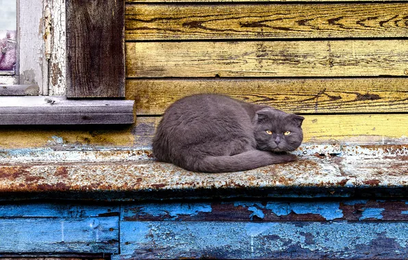 Cat, cat, look, pose, grey, Board, window, tail