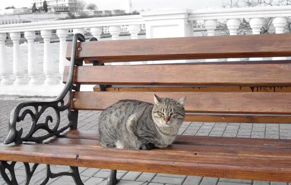 Sea, cat, cat, bench