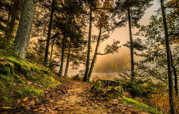 Picture road, autumn, forest, river